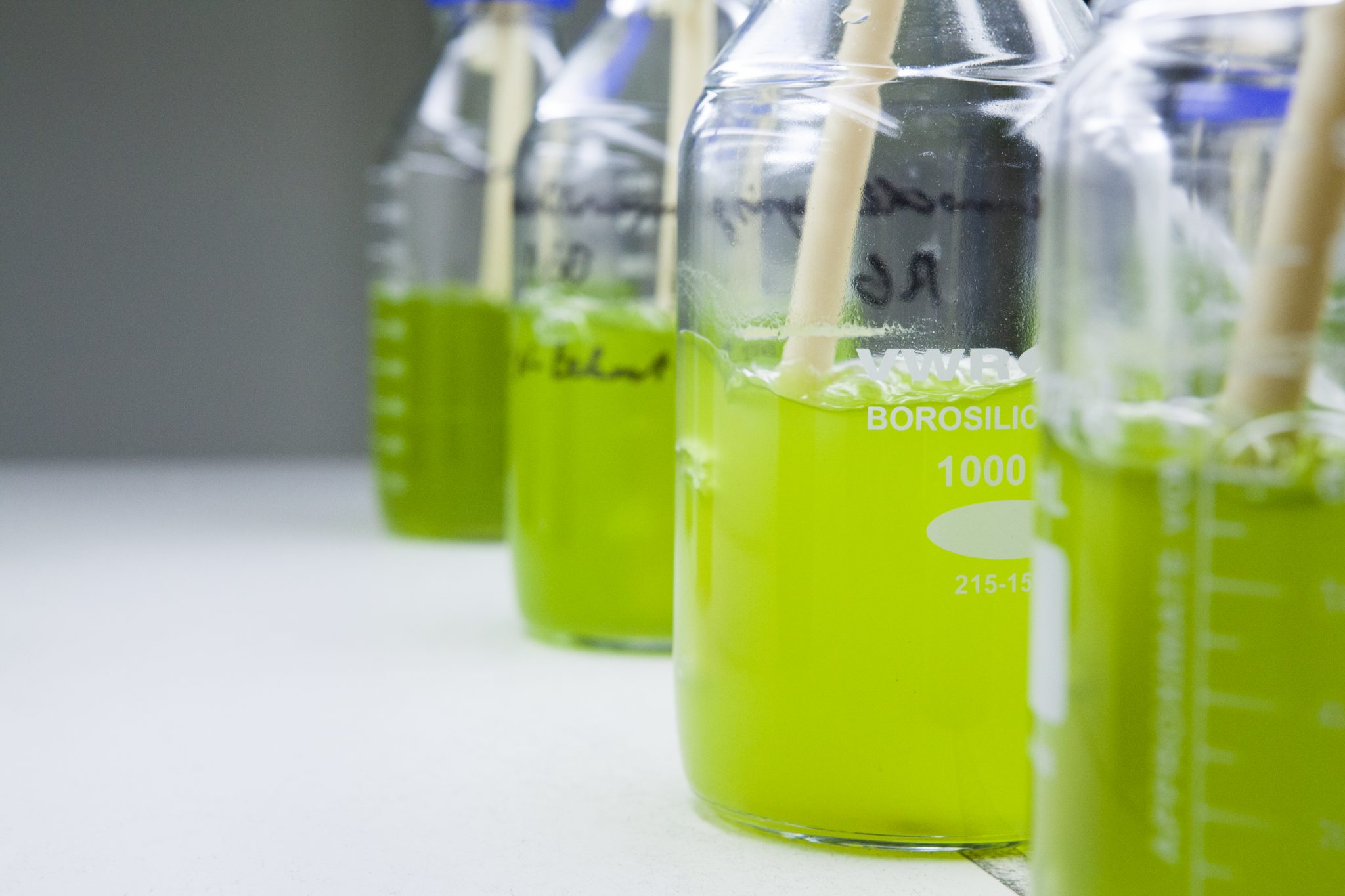 THOMAS MORE-EMBRACING THE GLOBE